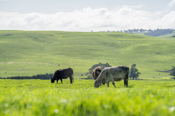  Angus and Murray Grey Cows eating long pasture in Australia