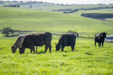 Cows and calves eating hay and pasture in Australia. 