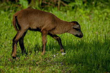 Naklejka na ściany i meble Young Cameroon sheep grazing in a green meadow.