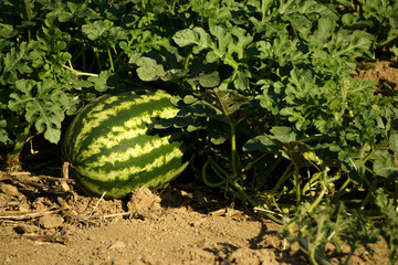 Tiny growing raw watermelon in woman hand on the field
