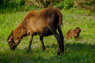 Naklejka na ściany i meble A young Cameroon sheep grazing in a green meadow in the company of its adult mother.