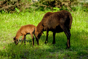 Naklejka na ściany i meble A young Cameroon sheep grazing in a green meadow in the company of its adult mother.