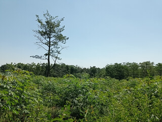 Cassava trees that thrive in the rice fields with natural views and very hot sunlight
