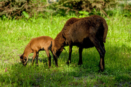 A young Cameroon sheep grazing in a green meadow in the company of its adult mother.