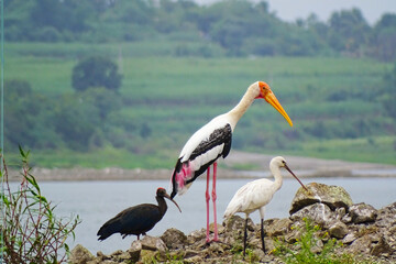 
Painted Stork is widely distributed over the plains of Asia.