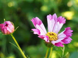 Obraz premium pink cosmos flower