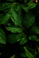 green leaves on black background