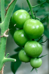 Green tomatoes ripening in vegetable garden, bunch of green tomatoes