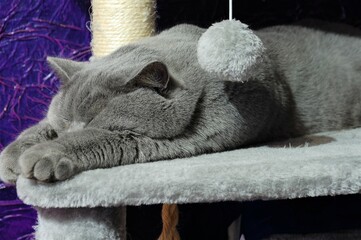 kot brytyjski kocur śpi - obrazy, fototapety, plakaty