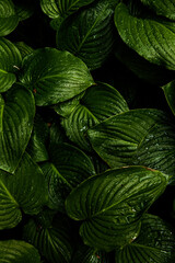 green leaves background