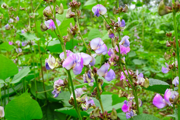 Fototapeta premium flowers in the garden