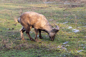 mountain ram with large horns stands on the green grass