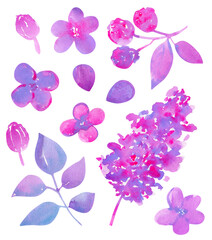 Fototapeta na wymiar Lilac flowers watercolor illustration. Big set watercolor elements. Hand drawn floral collection. 