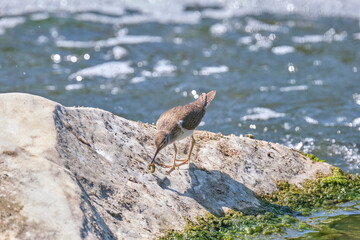 Common sandpiper - Actitis hypoleucos with an aquatic worm or larva in its beak. Time when it has hunted its food.