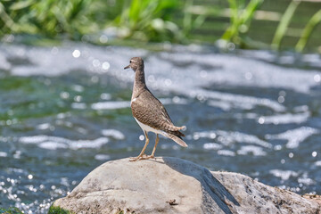 Common sandpiper - Actitis hypoleucos on its back on a white rock with the river out of focus in the background.