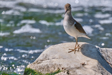 Common sandpiper - Actitis hypoleucos posing on a white rock with the river out of focus in the background. Nice portrait from very close.