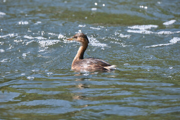 Common grebe (Tachybaptus ruficollis) in non-breeding season in the Guadalhorce river, Málaga. Spain.