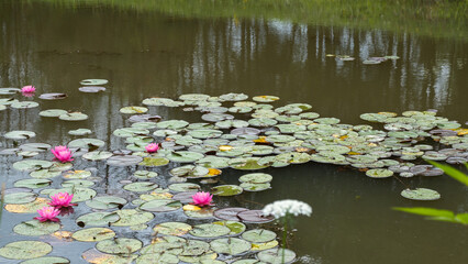 Obraz na płótnie Canvas Red flowers of lotus in a pond
