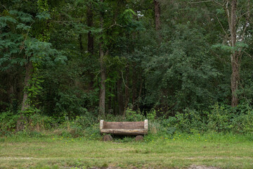 Bench in the middle of trees