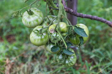 green tomatoes on the vine