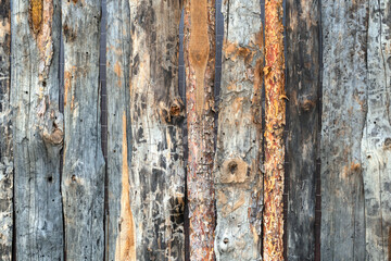 Cut a tree. The texture of the bark of different types of trees. Wood background. Untreated logs