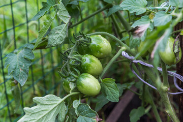 green tomatoes in the garden