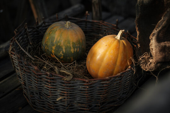 Fresh pumpkins in a basket