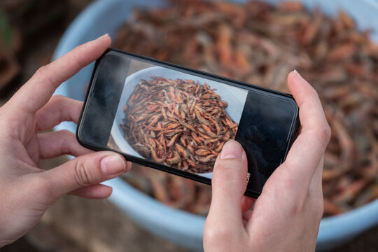 Cropped Hand Of Person Photographing shrimp In Mug With Mobile Phone