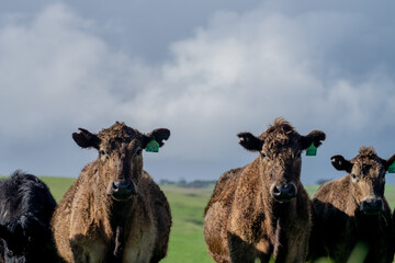 Cows eating grass in Australia.