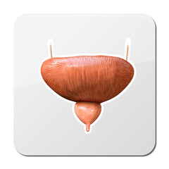Human bladder icon. sign for mobile concept and web design. Bladder internal organ Symbol, logo illustration, 3d and 2d graphic