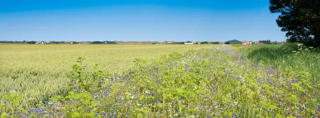 Foto auf Acrylglas corn field and summer flowers under blue sky on the dutch island of texel under blue summer sky © ahavelaar