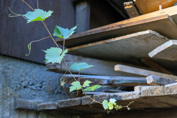 Grapevine on the background of old pieces of wood. Concept of new life, new and old, time.