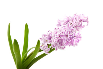 Pink Hyacinth flower isolated white background