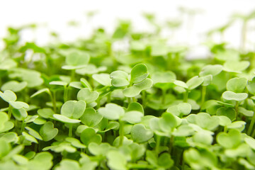 Fresh microgreens background. Young arugula green shoots, macro