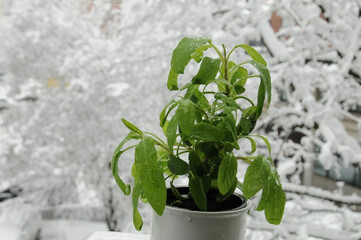 Common sage in a pot under the late snow in spring