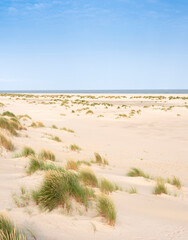 Fototapeta na wymiar dunes and beach on dutch island of texel on sunny day with blue sky