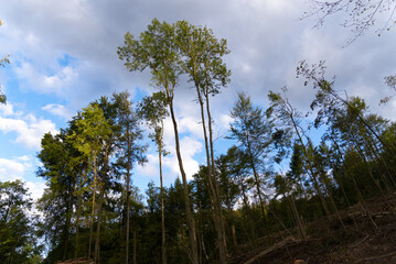Obraz premium Broken and shattered trees and branches after heavy thunderstorm at Zürich Schwamendingen on a sunny summer evening. Photo taken August 8th, 2021, Zurich, Switzerland.