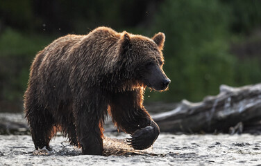 Brown bear walking on the river fishing for salmon. Sunset backlight.  Brown bear chasing sockeye salmon at a river. Kamchatka brown bear: Ursus Arctos Piscator. Natural habitat. Kamchatka, Russia