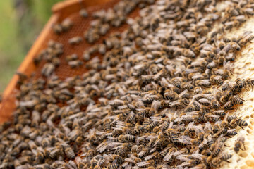 Bee turns nectar into fresh and healthy honey. Natural honeycomb fresh yellow background.