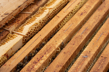  The honey cell with bees.Apiculture. Apiary in Prahova Romania. Beehives