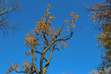 Yellow crowns oak against a bright blue sky