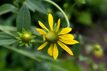 Duże, wiosenne, żółte kwiaty na zielonym tle.