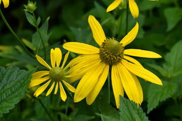 Duże, wiosenne, żółte kwiaty na zielonym tle. - obrazy, fototapety, plakaty
