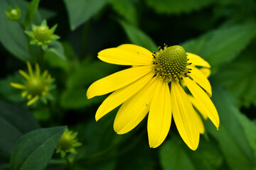 Duże, wiosenne, żółte kwiaty na zielonym tle.