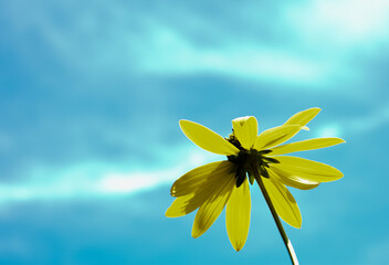 Duże, żółte, wiosenne kwiaty na tle błękitnego nieba. - obrazy, fototapety, plakaty