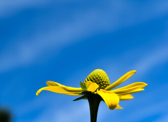Duże, żółte, wiosenne kwiaty na tle błękitnego nieba.