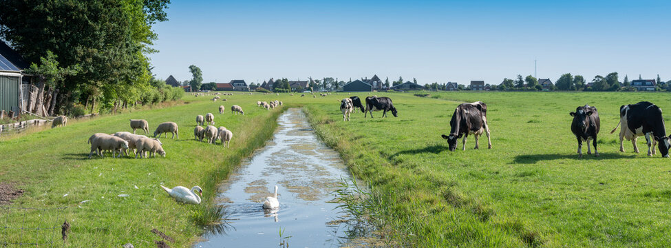 sheep, swans and cows in green grassy meadow with canal near village in noord holland