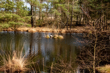 Obraz premium reeds in the water