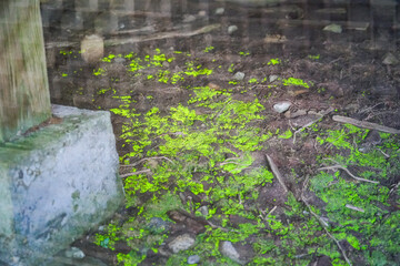 ヒカリゴケ（新潟県湯沢町）