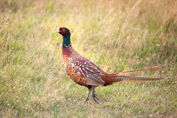 pheasant rooster in long summer grass in the netherlands